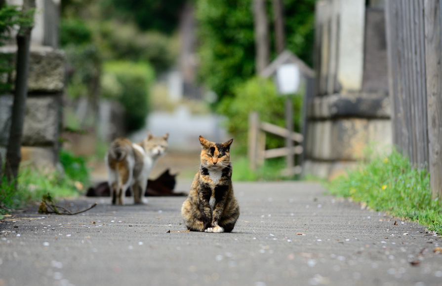 キーボードの左右キー〔← →〕で写真がスクロールします。